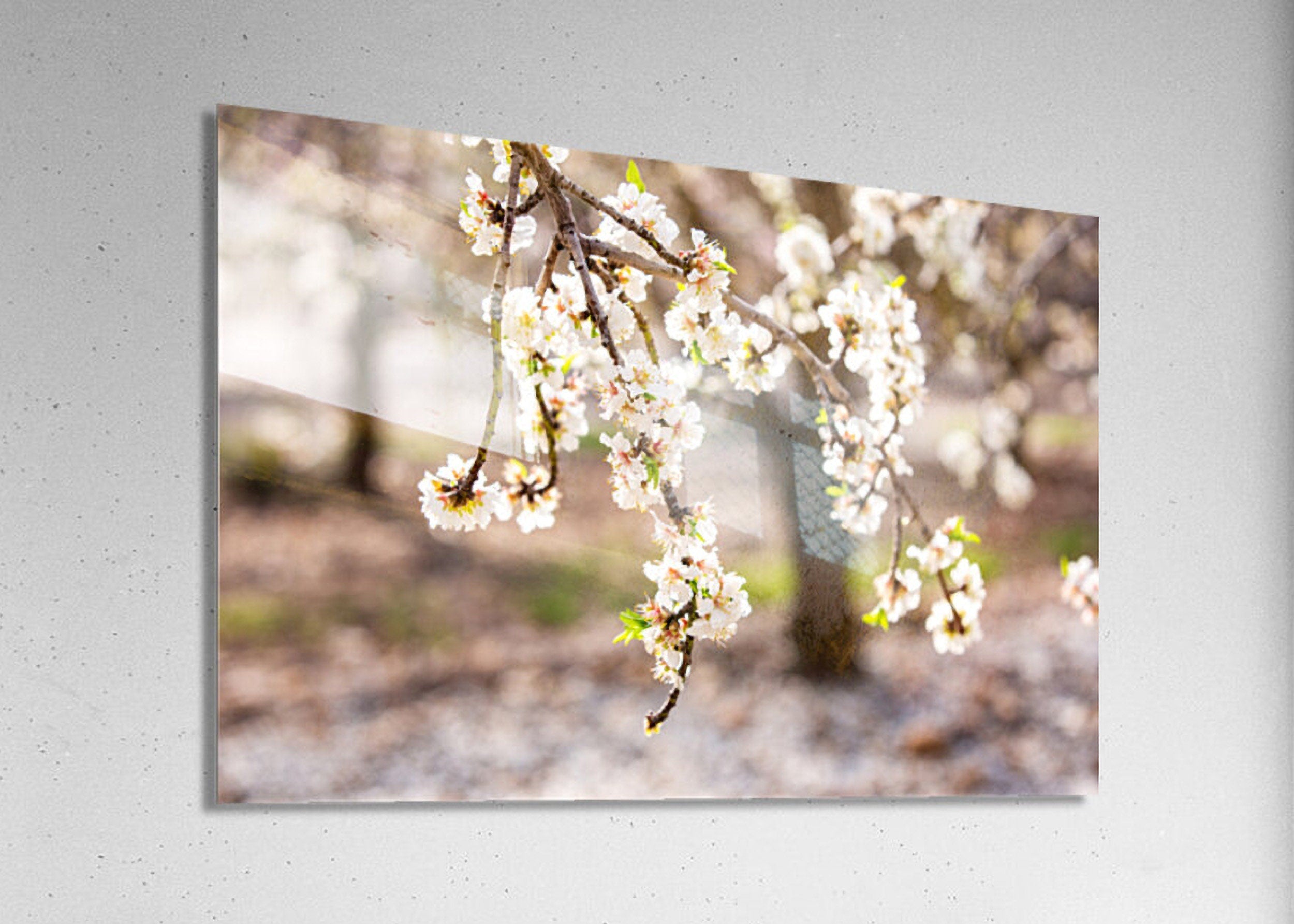 Almond Blossom