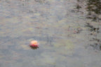 The Water Lily Flower on the Stream Impressionist Painting