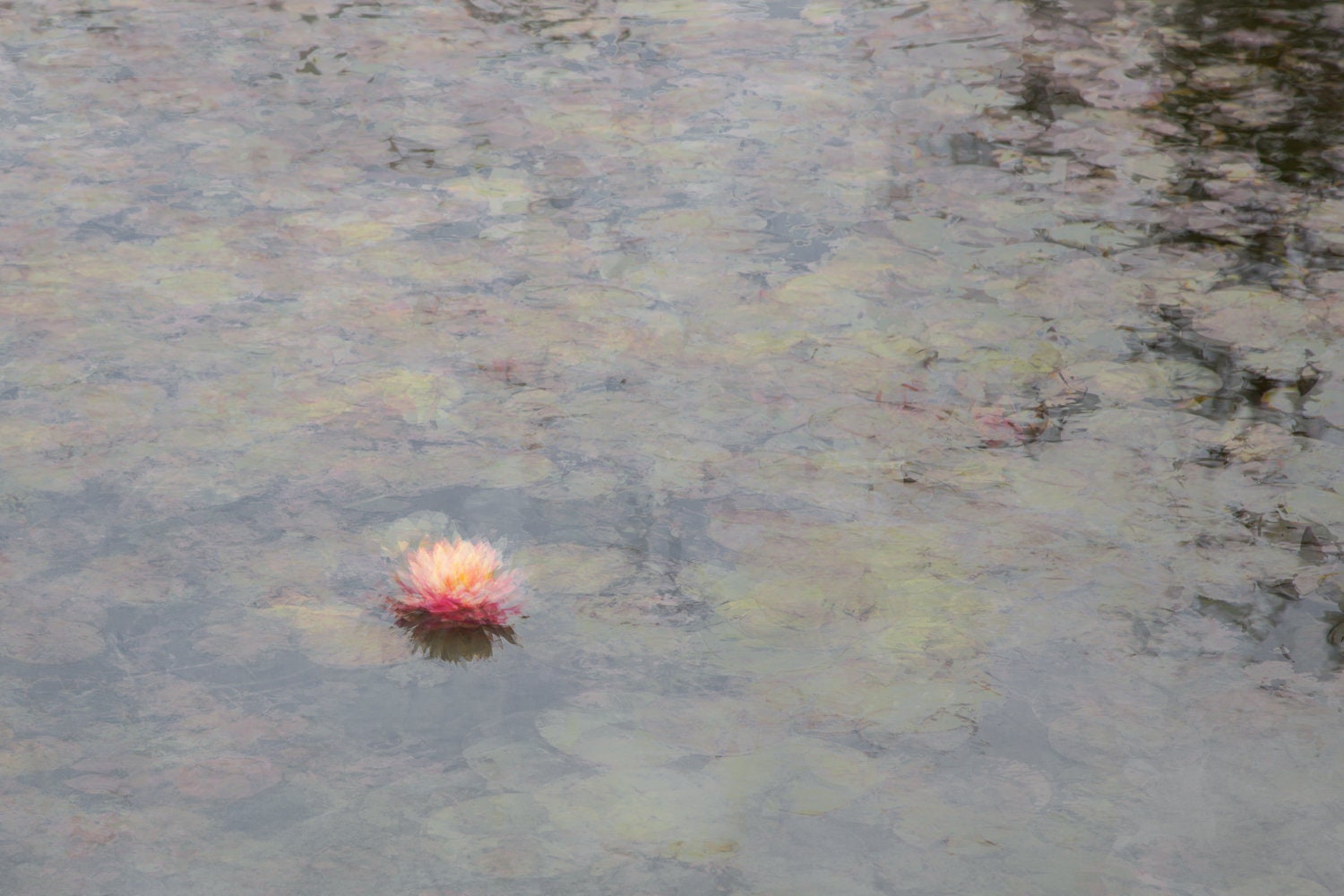 The Water Lily Flower on the Stream Impressionist Painting