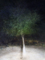 Holy Land Israeli Oak Tree Impressionist Painting by Night — The Bride & Groom