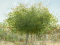 Green Carob Tree Impressionist Painting Canvas