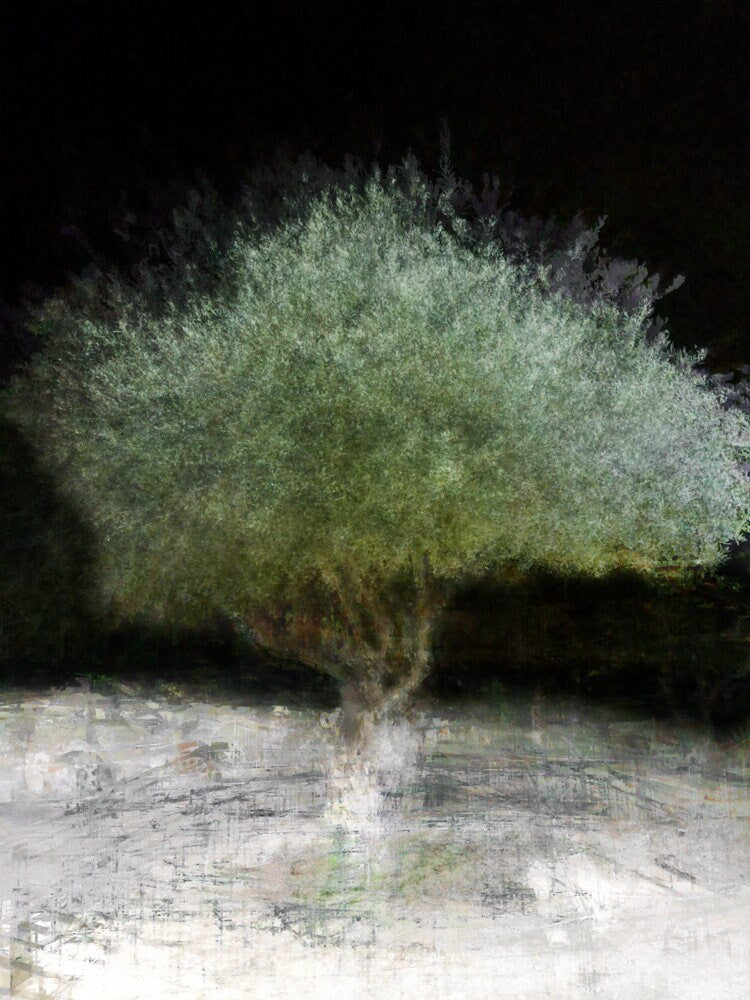 The Green Olive Tree Impressionist Painting by Night - National Tree of the Holy Land Israel - 7 Species of Israel