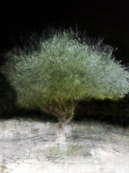 The Green Olive Tree Impressionist Painting by Night - National Tree of the Holy Land Israel - 7 Species of Israel