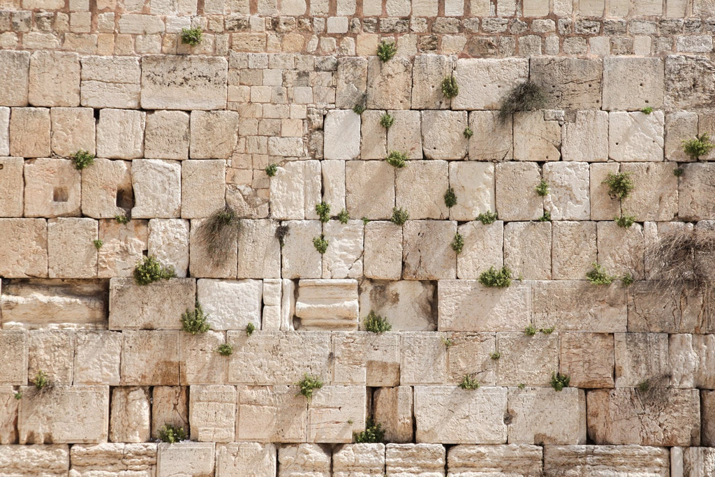 Jewish Kotel Wall Art Print - Green Vegetation on the Western Wall