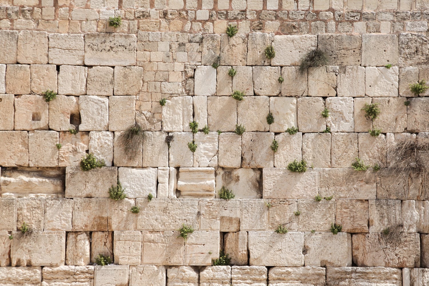 Jewish Kotel Wall Art Print - Green Vegetation on the Western Wall