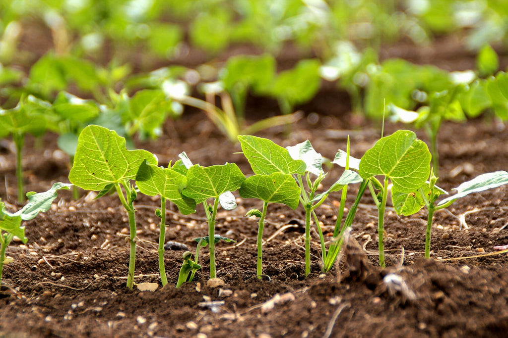 Holy Land Israeli Green Leaves in Field — Israel Nature Photography