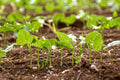 Holy Land Israeli Green Leaves in Field — Israel Nature Photography