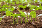 Holy Land Israeli Green Leaves in Field — Israel Nature Photography