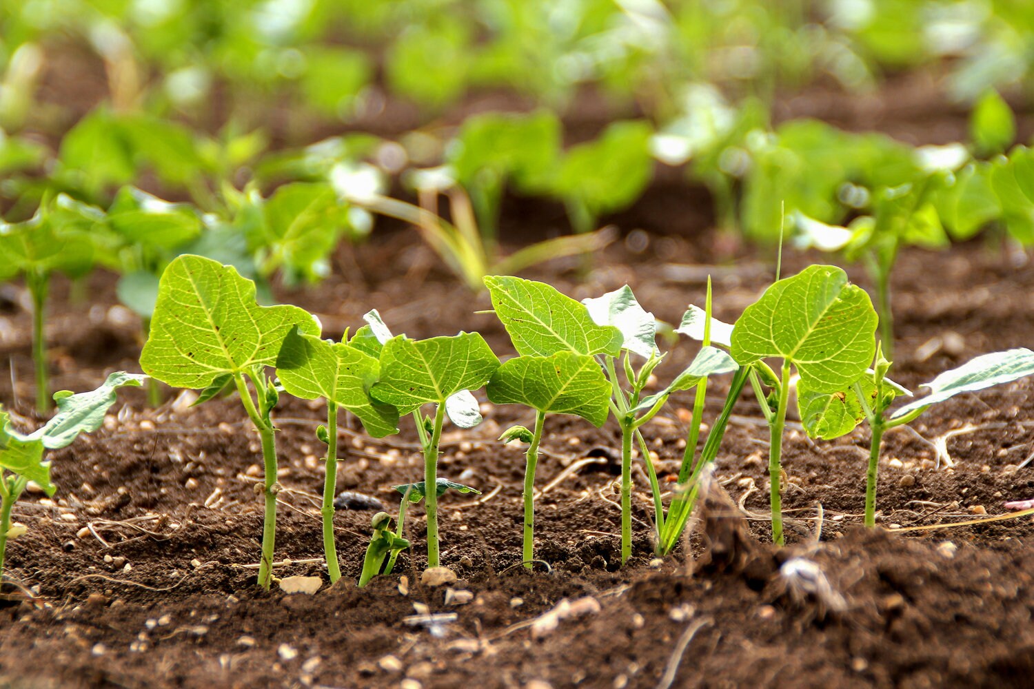Holy Land Israeli Green Leaves in Field — Israel Nature Photography