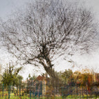 Tree Impressionist Painting — Bare oak tree during the winter