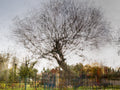 Tree Impressionist Painting — Bare oak tree during the winter
