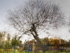 Tree Impressionist Painting — Bare oak tree during the winter