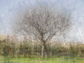 Oak Tree Impressionist Painting — Bare oak tree during the winter