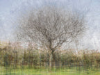 Oak Tree Impressionist Painting — Bare oak tree during the winter