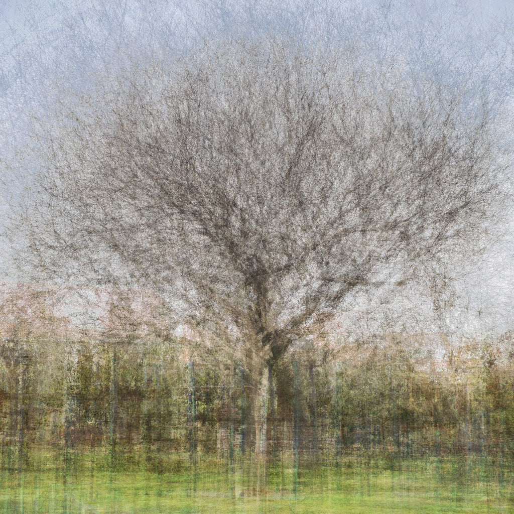 Oak Tree Impressionist Painting — Bare oak tree during the winter