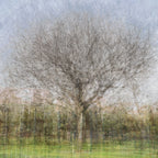 Oak Tree Impressionist Painting — Bare oak tree during the winter