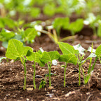 Holy Land Israeli Green Leaves in Field — Israel Nature Photography