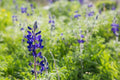 Holy Land Israeli Green and Purple Landscape — Wild Lupine Flowers