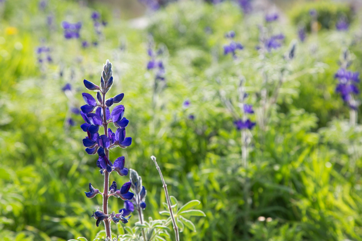 Holy Land Israeli Green and Purple Landscape — Wild Lupine Flowers