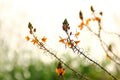 Israel Holy Land Orange and Green Blubine Flowers