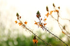 Israel Holy Land Orange and Green Blubine Flowers