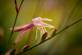 Macro Pink Israeli Flower — Pink Gaura Whirling Butterfly Flower with Green Background