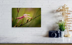 Macro Pink Israeli Flower — Pink Gaura Whirling Butterfly Flower with Green Background