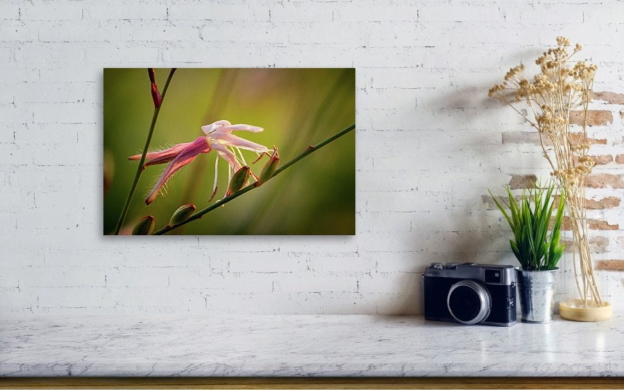 Macro Pink Israeli Flower — Pink Gaura Whirling Butterfly Flower with Green Background