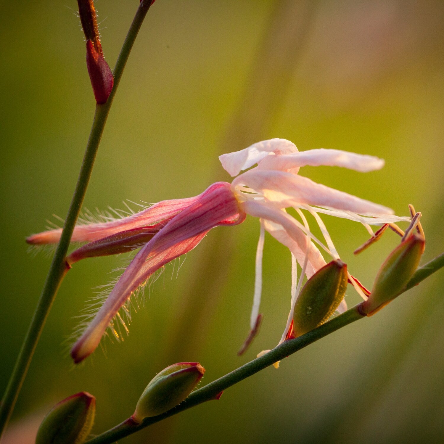 Macro Pink Israeli Flower — Pink Gaura Whirling Butterfly Flower with Green Background