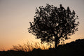 Orange Sunset Tree Landscape Photography — Holy land Israeli Tree & Wild Crops on the Hill