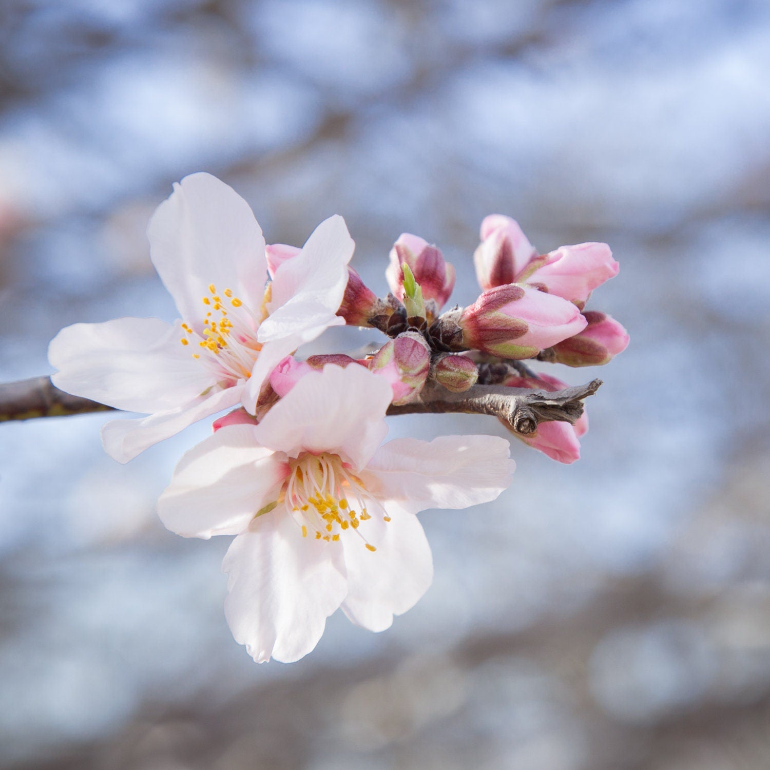 Pink White Flowers Photography Wall Art Print Close-up - Almond blooming, Almond Flowers Blossom, Israel, Wall Decor Nature Photography