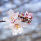 Pink White Flowers Photography Wall Art Print Close-up - Almond blooming, Almond Flowers Blossom, Israel, Wall Decor Nature Photography