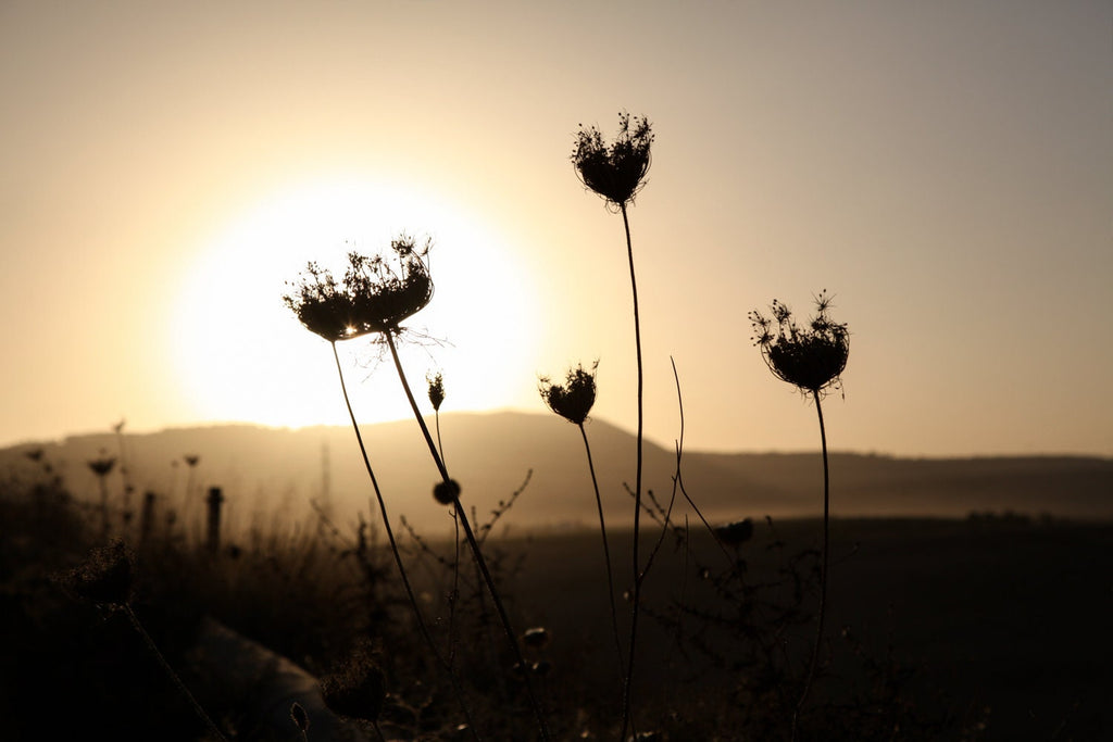 Israel Sunset Landscape Flowers Shadow with Sun Halo and Galil Mountains