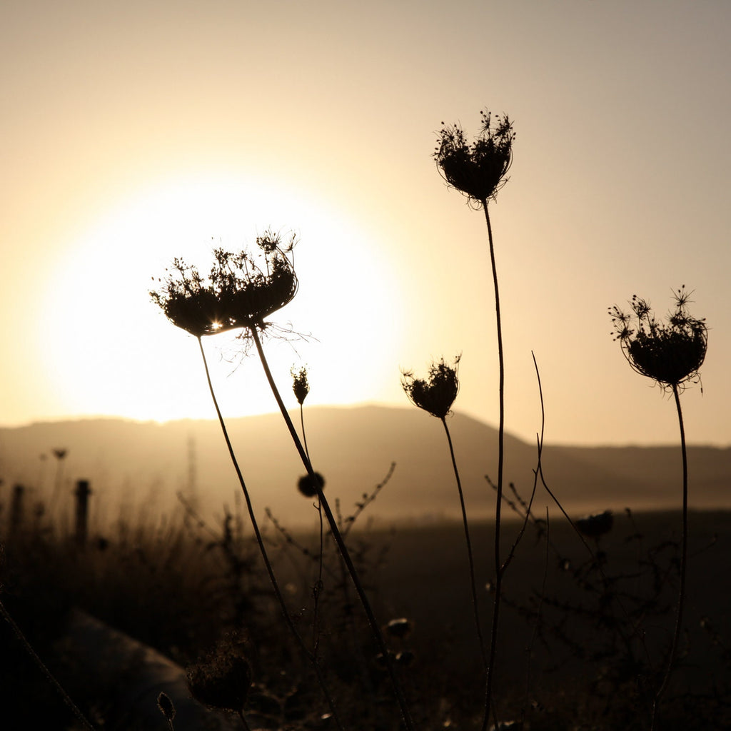 Israel Sunset Landscape Flowers Shadow with Sun Halo and Galil Mountains