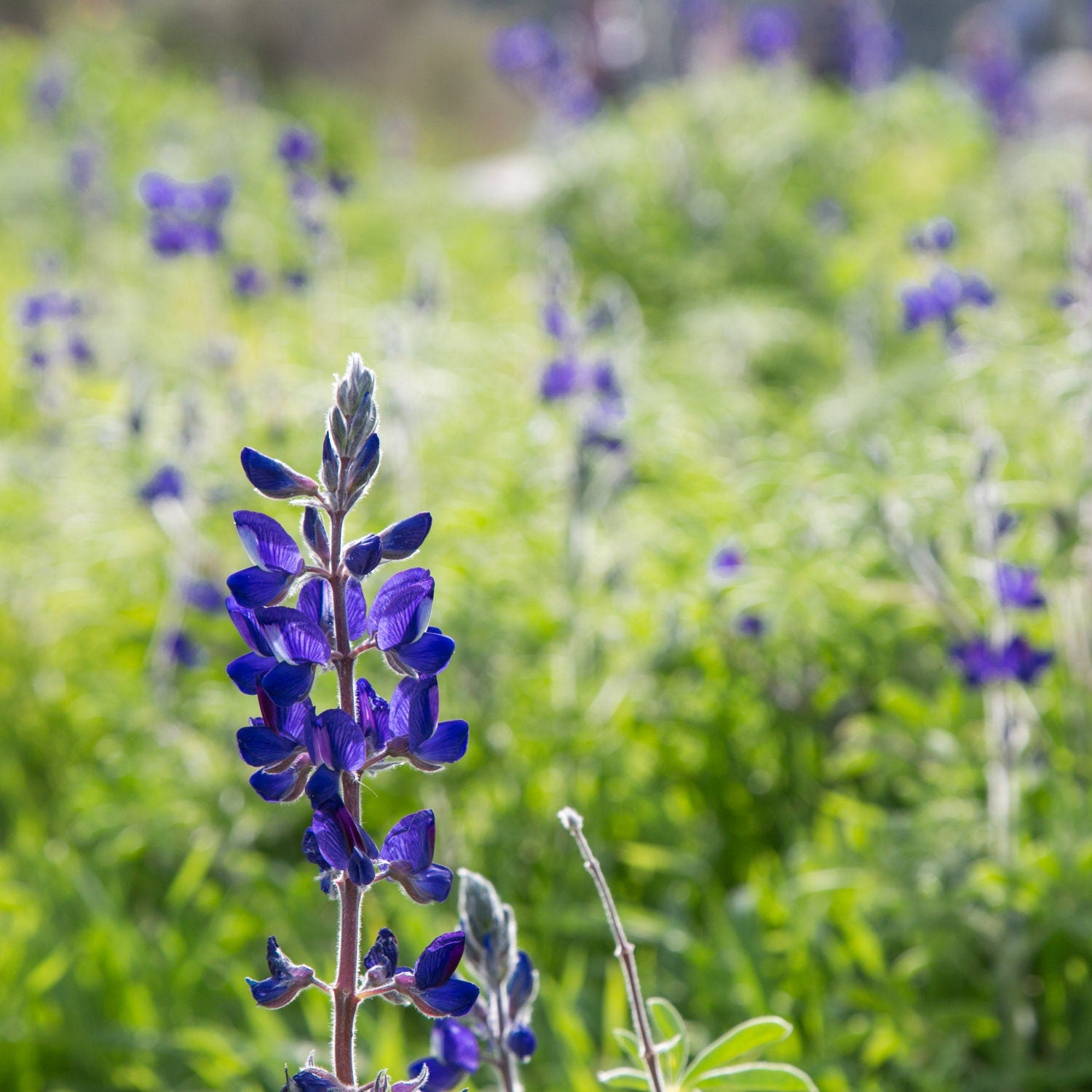 Holy Land Israeli Green and Purple Landscape — Wild Lupine Flowers