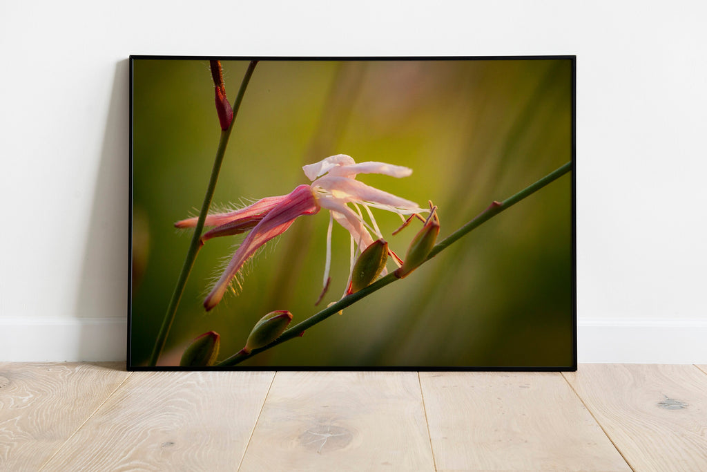 Macro Pink Israeli Flower — Pink Gaura Whirling Butterfly Flower with Green Background
