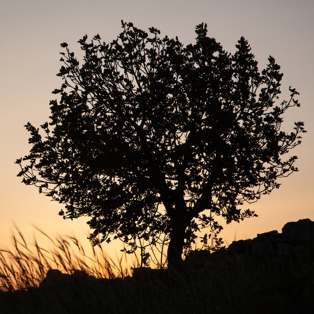 Orange Sunset Tree Landscape Photography — Holy land Israeli Tree & Wild Crops on the Hill