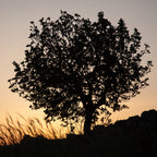 Orange Sunset Tree Landscape Photography — Holy land Israeli Tree & Wild Crops on the Hill
