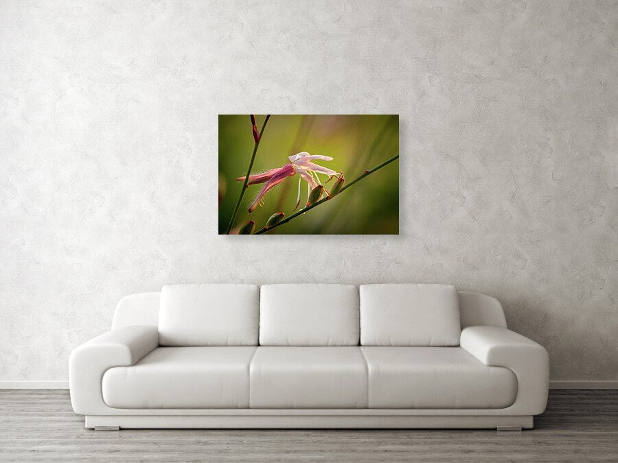 Macro Pink Israeli Flower — Pink Gaura Whirling Butterfly Flower with Green Background