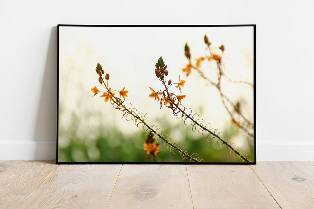 Israel Holy Land Orange and Green Blubine Flowers