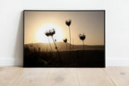 Israel Sunset Landscape Flowers Shadow with Sun Halo and Galil Mountains