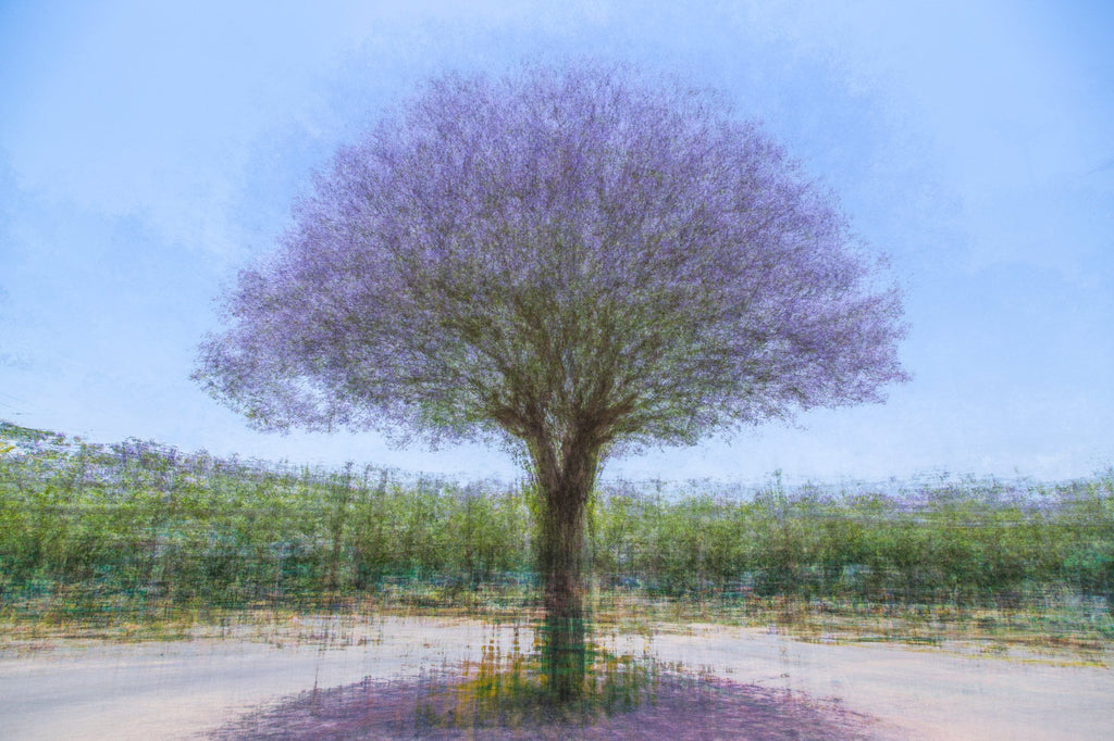 Purple Tree Impressionist Painting — Purple Jacaranda tree
