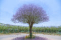 Purple Tree Impressionist Painting — Purple Jacaranda tree