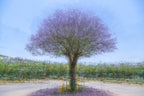 Purple Tree Impressionist Painting — Purple Jacaranda tree