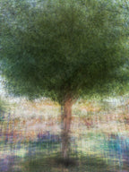 Holy Land Colorful Tree Impressionist Painting