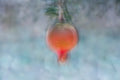 Holy Land Pomegranate Impressionist Painting — 7 species of Israel