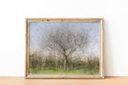Oak Tree Impressionist Painting — Bare oak tree during the winter