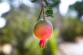 Israeli Pomegranate — Red Fruit of Israel — 7 species of Israel