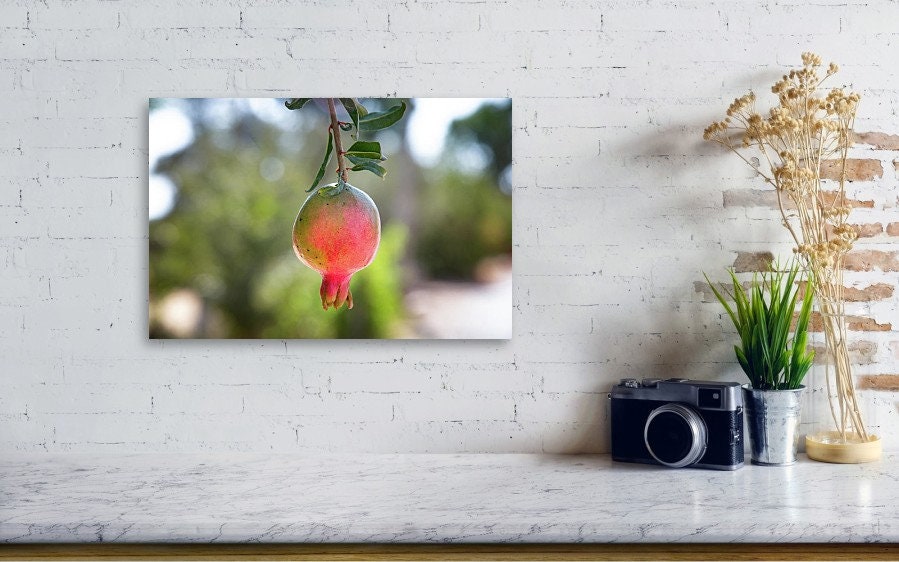 Israeli Pomegranate — Red Fruit of Israel — 7 species of Israel