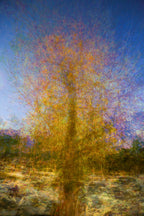 Gold Tree Painting by Night — Canvas